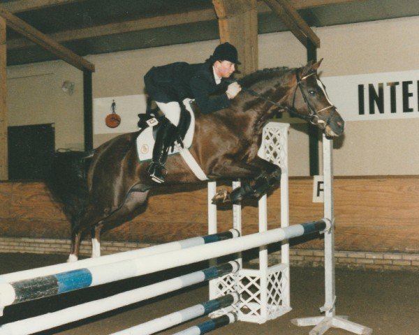 stallion Aldrik (Nederlands Rijpaarden en Pony, 1991, from Alympia)