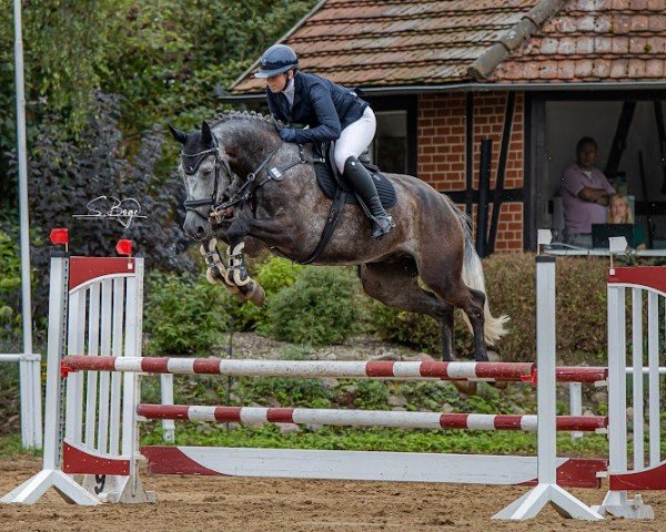 Springpferd Hulapalu 30 (Mecklenburger, 2018, von Hickstead White)