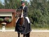 dressage horse Fratellino (Hanoverian, 2012, from Fürst Romancier)