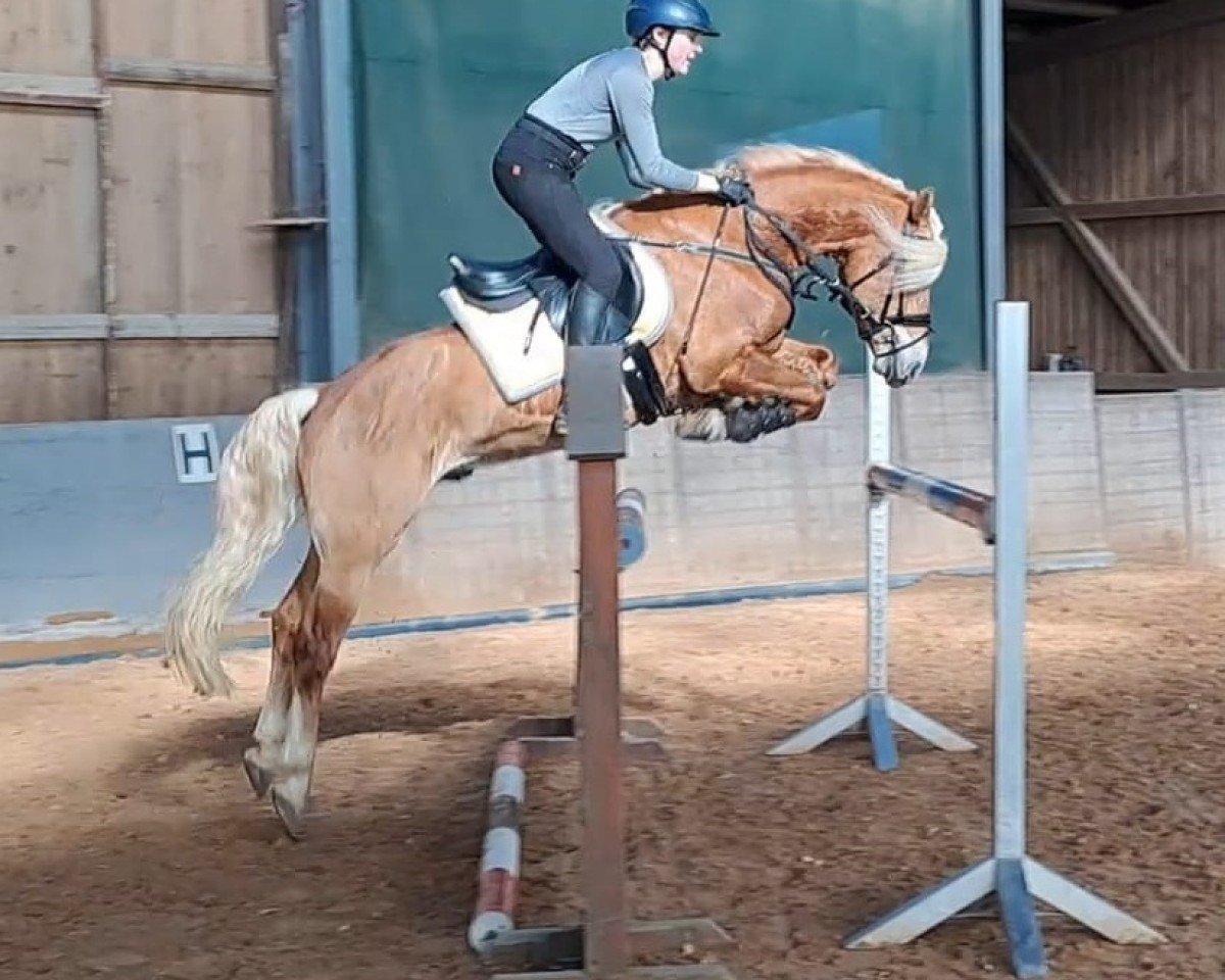 Deckhengst Andoro SCH (7,76% ox) (Edelbluthaflinger, 2018, von Armani Ass (4,004% ox))