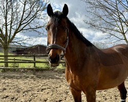 dressage horse Doncello 7 (Westphalian, 2007, from Donnerball)