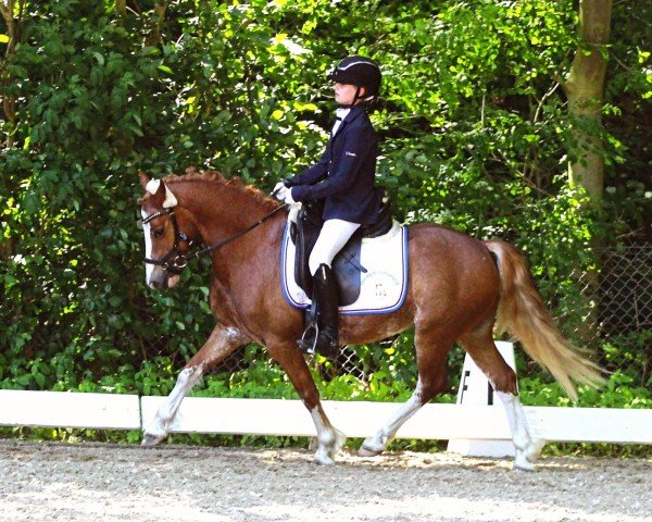 Springpferd Brynithon Dynamo (Welsh-Cob (Sek. C), 2014, von Leyeswick The Poacher)