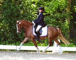 Springpferd Brynithon Dynamo (Welsh-Cob (Sek. C), 2014, von Leyeswick The Poacher)