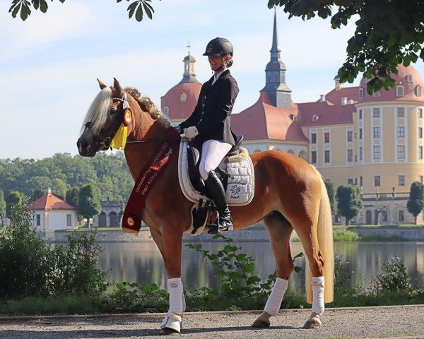 Zuchtstute Madiva SCH (Edelbluthaflinger, 2019, von Sonnenkönig-Gold)