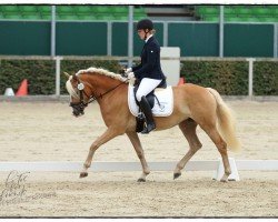 broodmare Erna SCH (Edelbluthaflinger, 2019, from Salvator SCH (5,27% ox))