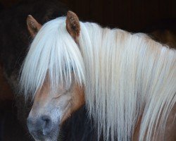 broodmare Maari (5,86% ox) (Edelbluthaflinger, 1997, from Stromer (11,72% ox))