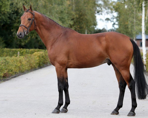 Springpferd Novak (Nederlands Rijpaarden en Pony, 2014, von Nabab de Rêve)