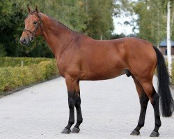 jumper Novak (Nederlands Rijpaarden en Pony, 2014, from Nabab de Rêve)