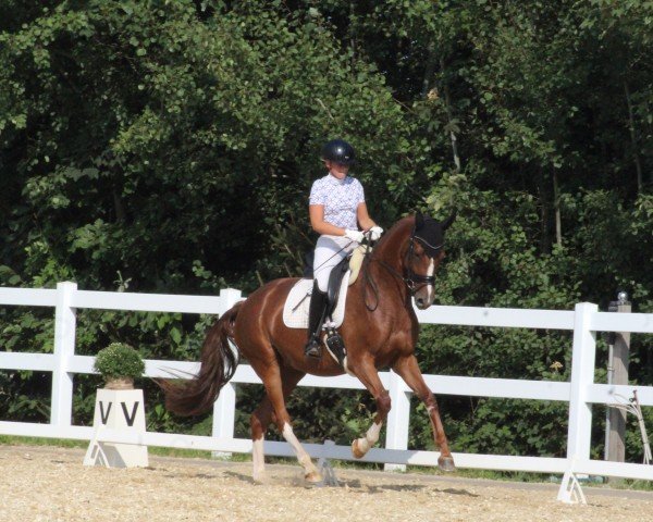 dressage horse Topic Royal (Oldenburg, 2020, from Birkhof's Topas FBW)