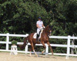 dressage horse Topic Royal (Oldenburg, 2020, from Birkhof's Topas FBW)