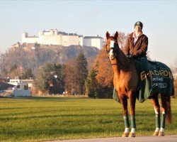 dressage horse Royal Rubin H (Bavarian, 2004, from Royaldik)