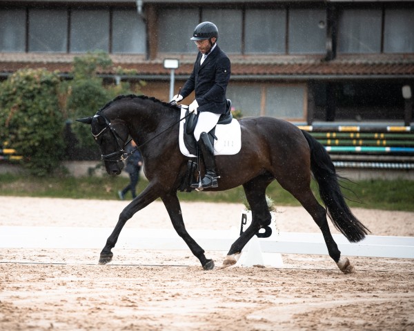 dressage horse Dimona DS (Hanoverian, 2018, from Tannenhof's Download)