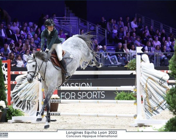 broodmare Dulcinee de Kerglenn (Selle Français, 2013, from Mylord Carthago)