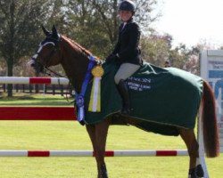 jumper Gipsy King (Belgian Warmblood, 2006, from Wandor van de Mispelaere D'10)