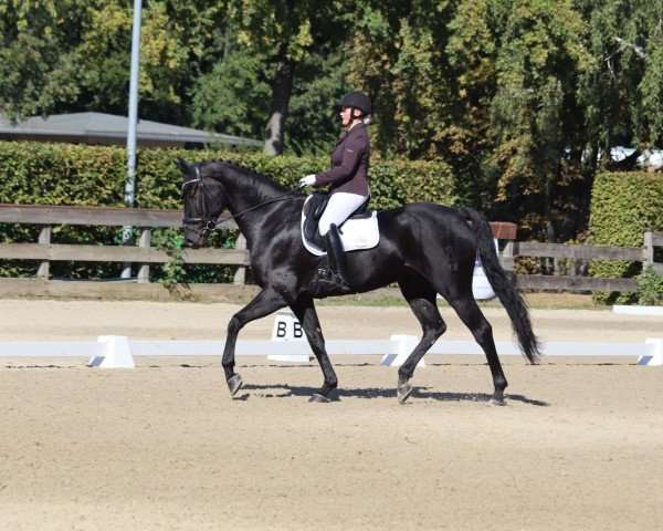 dressage horse Finnian R (Oldenburg, 2016, from Finest)