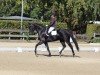 dressage horse Finnian R (Oldenburg, 2016, from Finest)