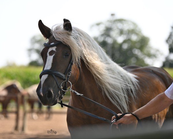 horse Mara-Liesa (Black Forest Horse, 2021, from LVV Modem)