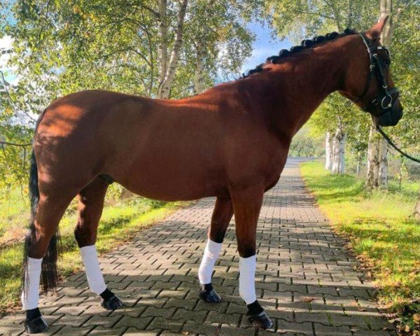 Springpferd Nilsson (Deutsches Reitpony, 2010)