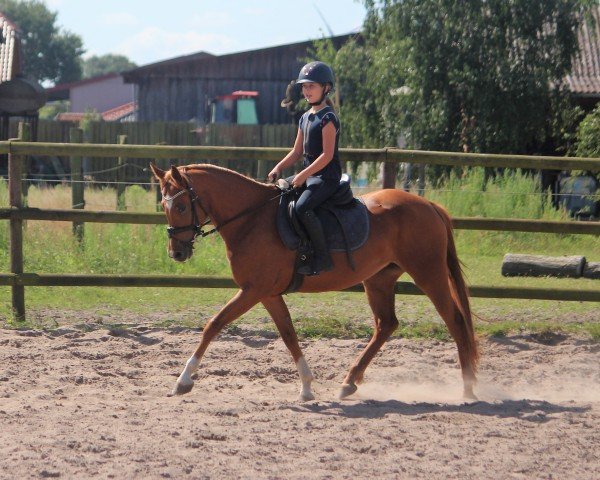 Dressurpferd Viona (Deutsches Reitpony,  , von Coleur de Luxe K)