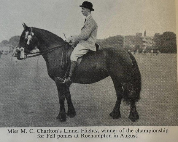 Zuchtstute Linnel Flighty (Fell Pony, 1947, von Linnel Gipsy Lad)