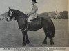 broodmare Linnel Flighty (Fell Pony, 1947, from Linnel Gipsy Lad)