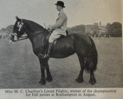 broodmare Linnel Flighty (Fell Pony, 1947, from Linnel Gipsy Lad)