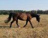 broodmare Sunflower I (Holsteiner, 2002, from Aljano)