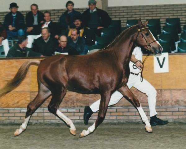 stallion Manpower Ludinga (Nederlands Rijpaarden en Pony, 1997, from Marieton's Jasper)