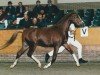 stallion Manpower Ludinga (Nederlands Rijpaarden en Pony, 1997, from Marieton's Jasper)