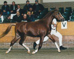 Deckhengst Manpower Ludinga (Nederlands Rijpaarden en Pony, 1997, von Marieton's Jasper)