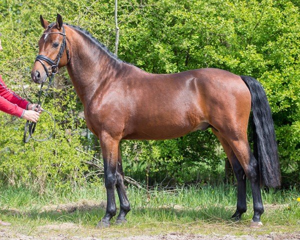 Dressurpferd Valerion (Nederlands Welsh Ridepony, 2012, von Valerio)