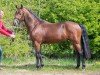 dressage horse Valerion (Nederlands Welsh Ridepony, 2012, from Valerio)