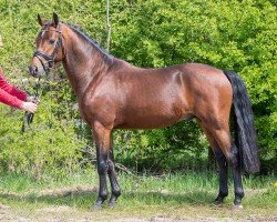 dressage horse Valerion (Nederlands Welsh Ridepony, 2012, from Valerio)