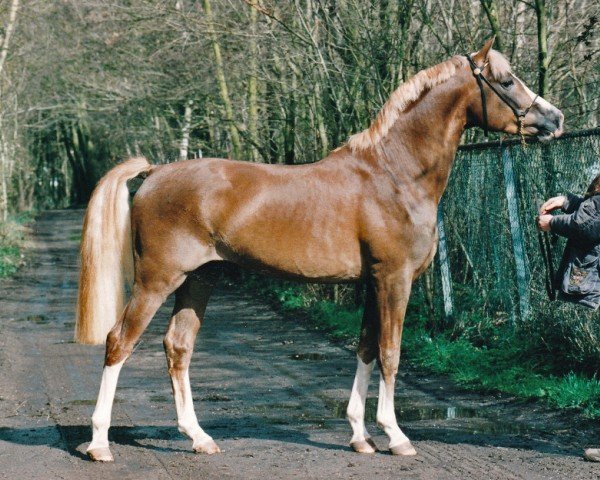 stallion Wonderboy 22 (German Riding Pony, 1996, from Dressman)