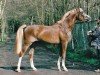 stallion Wonderboy 22 (German Riding Pony, 1996, from Dressman)