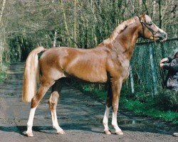 stallion Wonderboy 22 (German Riding Pony, 1996, from Dressman)