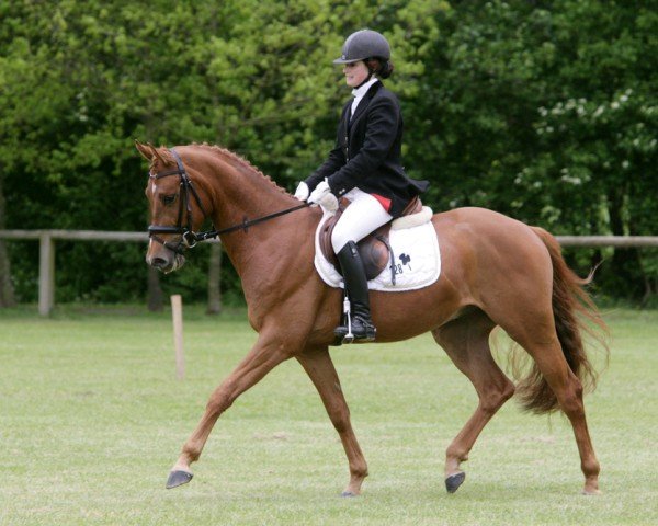 jumper King Kalido-B (Nederlands Rijpaarden en Pony, 2005, from Kalido van Klaverborch)