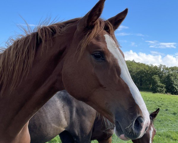 Springpferd Elisabeth Magnita (Holsteiner, 2023, von Esmeraldo FM)