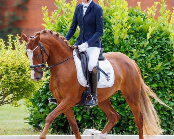 dressage horse Dein ist mein ganzes Herz (German Riding Pony, 2021, from Doppelpunkt)