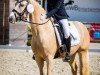 dressage horse Gibt's doch gar nicht (German Riding Pony, 2016, from Golden West NRW)