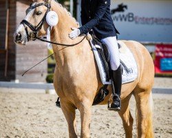 dressage horse Gibt's doch gar nicht (German Riding Pony, 2016, from Golden West NRW)