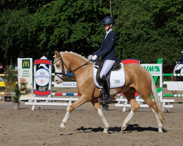 Dressurpferd Heute ein König (Deutsches Reitpony, 2019, von Herzkoenig NRW)