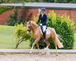 dressage horse Nicht von dieser Welt (German Riding Pony, 2021, from Neverland WE)