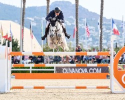 stallion Picasso vd Zwartbleshoeve (Belgian Warmblood, 2015, from Cornet Obolensky)