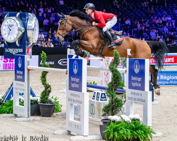 Springpferd Bakatina de Beaufour (Selle Français, 2011, von Ogano Sitte)