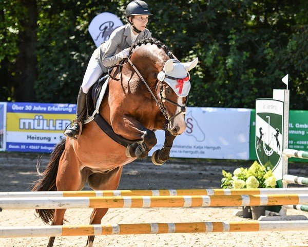 jumper Azzuro 19 (Zangersheide riding horse, 2013, from Asca Z)