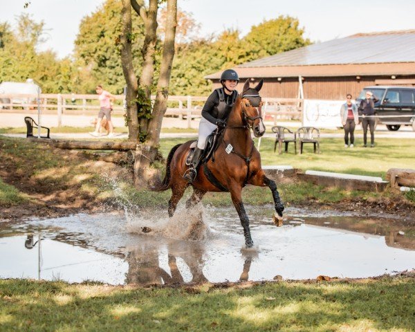 Springpferd Cora R (Westfale, 2014, von Coronas 2)