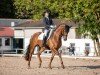 dressage horse Valerius 21 (Oldenburg, 2016, from Vivaldi)