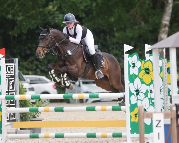 Springpferd Castellionis Stardancer (Deutsches Reitpony, 2010, von Stakkato's Highlight)