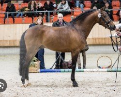 Deckhengst Heihoeve's Boston (New-Forest-Pony, 2014, von Hobby des Maronniers)